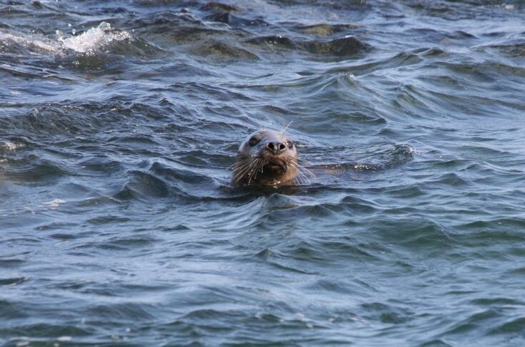 Piel Island near Coniston View Lodge Park